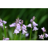 Cebulica różowa - Scilla campanulata