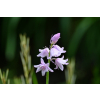 Cebulica różowa - Scilla campanulata