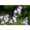 Cebulica różowa - Scilla campanulata