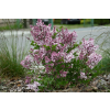 Lilak Meyera Palibin - Syringa meyerii