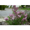 Lilak Meyera Palibin - Syringa meyerii