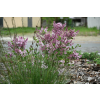 Lilak Meyera Palibin - Syringa meyerii