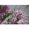 Lilak Meyera Palibin - Syringa meyerii