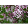 Lilak Meyera Palibin - Syringa meyerii