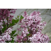 Lilak Meyera Palibin - Syringa meyerii