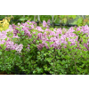 Lilak Meyera Palibin - Syringa meyerii