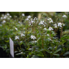 Pięciornik trójząbkowy Nuuk-Potentilla tridentana
