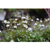 Pięciornik trójząbkowy Nuuk-Potentilla tridentana