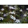 Pięciornik trójząbkowy Nuuk-Potentilla tridentana