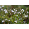 Pięciornik trójząbkowy Nuuk-Potentilla tridentana