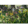 Orlik błękitny Scott Elliott-Aquilegia caerulea