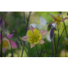 Orlik błękitny Scott Elliott-Aquilegia caerulea