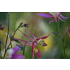 Orlik błękitny Scott Elliott-Aquilegia caerulea