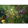 Orlik błękitny Scott Elliott-Aquilegia caerulea