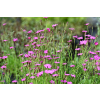 Goździk kropkowany - Dianthus deltoides
