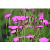 Goździk kropkowany - Dianthus deltoides