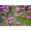 Goździk kropkowany - Dianthus deltoides