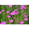 Goździk kropkowany - Dianthus deltoides