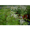 Parzydło leśne - Aruncus dioicus (sylvestris)