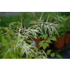 Parzydło leśne - Aruncus dioicus (sylvestris)