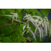 Parzydło leśne - Aruncus dioicus (sylvestris)