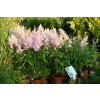 Tawułka Arendsa Peach Blossom - Astilbe × arendsii