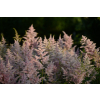 Tawułka Arendsa Peach Blossom - Astilbe × arendsii