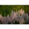 Tawułka Arendsa Peach Blossom - Astilbe × arendsii