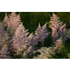 Tawułka Arendsa Peach Blossom - Astilbe × arendsii