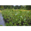 Grab pospolity-Carpinus betulus