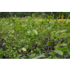 Grab pospolity-Carpinus betulus