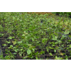 Grab pospolity-Carpinus betulus