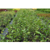 Grab pospolity-Carpinus betulus