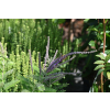 Amorfa sina-Amorpha canescens