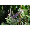 Amorfa sina-Amorpha canescens