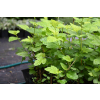 Pęcherznica kalinolistna Luteus-Physocarpus opulifolius