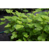 Pęcherznica kalinolistna Luteus-Physocarpus opulifolius