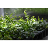 Barwinek pospolity - Vinca minor
