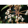 Kalina sztywnolistna - Viburnum rhythidophyllum