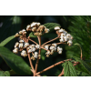 Kalina sztywnolistna - Viburnum rhythidophyllum