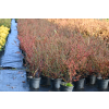 Irga himalajska-Cotoneaster glacialis