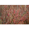 Irga himalajska-Cotoneaster glacialis