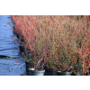 Irga himalajska-Cotoneaster glacialis