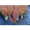 Irga himalajska-Cotoneaster glacialis
