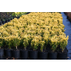 Bukszpan wieczniezielony King Midas - Buxus sempervirens