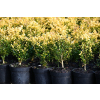 Bukszpan wieczniezielony King Midas - Buxus sempervirens