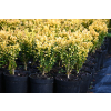 Bukszpan wieczniezielony King Midas - Buxus sempervirens