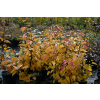 Fotergilla większa-Fothergilla major