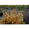 Fotergilla większa-Fothergilla major
