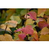 Fotergilla większa-Fothergilla major